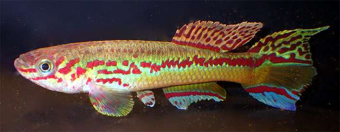 Афиосемион Амиета, фундулопанхак Амиети (Fundulopanchax amieti), фото фотография аквариумные рыбки
