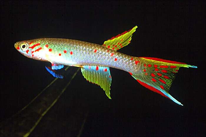 Афиосемион христи (Aphyosemion christyi), фото фотография аквариумные рыбки