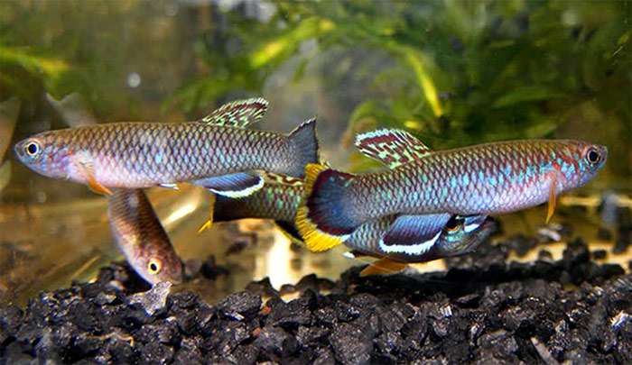 Афиосемион циннамомеум (Fundulopanchax cinnamomeus), фото фотография аквариумные рыбы