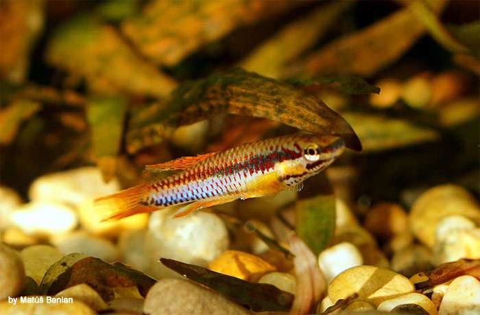 Афиосемион двухполосый (Aphyosemion bivittatum), фото фотография аквариумные рыбы