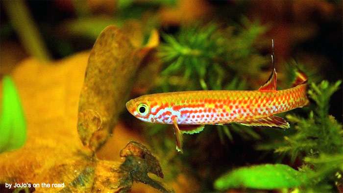 Афиосемион растогоенса (Aphyosemion rectogoense), фото фотография красочные рыбки