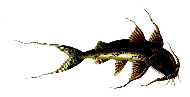 Багариус ярелли (Bagarius yarrelli), фото фотография рыбы