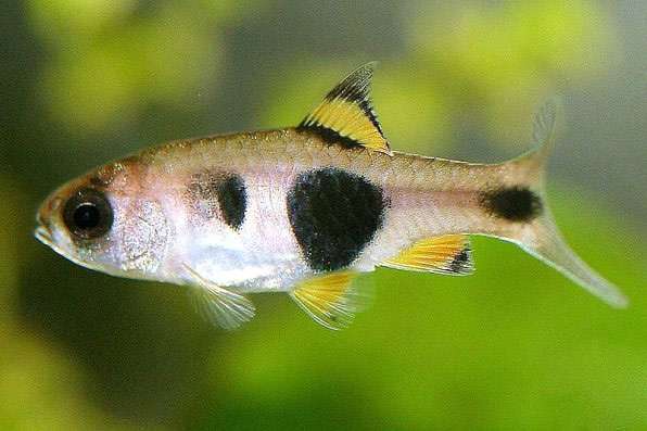 Барбус бабочка, барбус мотылек (Enteromius hulstaerti), фото фотография аквариумные рыбы