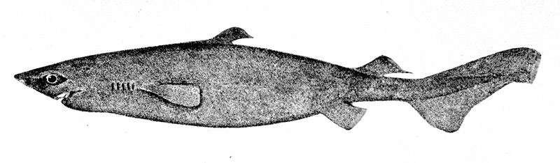Белоглазая колючая акула, или португальская акула (Centroscymnus coelolepis), рисунок картинка