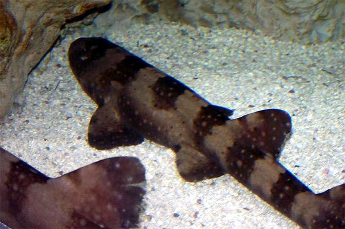 Белопятнистая кошачья акула (Chiloscyllium plagiosum), фото фотография хрящевые рыбы