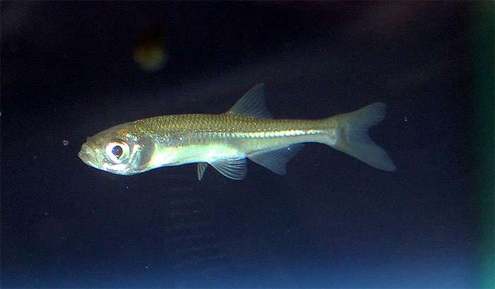 Верховка обыкновенная (Leucaspius delineatus), фото фотография рыбы России