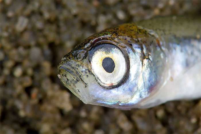 Верховка, малявка (Leucaspius delineatus), фото фотография холодноводные рыбы