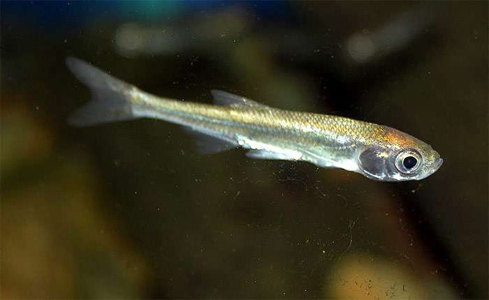 Верховка обыкновенная (Leucaspius delineatus), фото фотография рыбы
