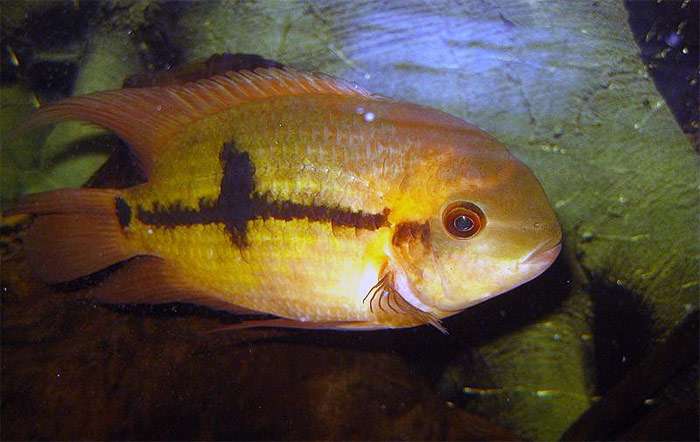Цихлазома смарагдовая (Hypselecara temporalis), фото фотография аквариумные рыбки