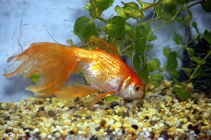 Вуалехвост (золотая рыбка), фото фотография