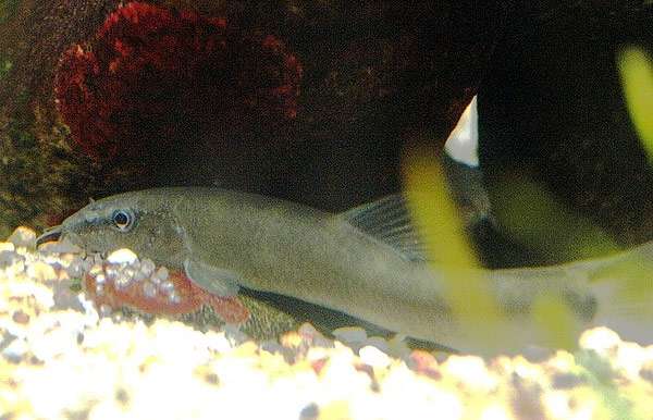 Аюмодоки, японская лептобоция (Leptobotia curta), фото фотография рыбки