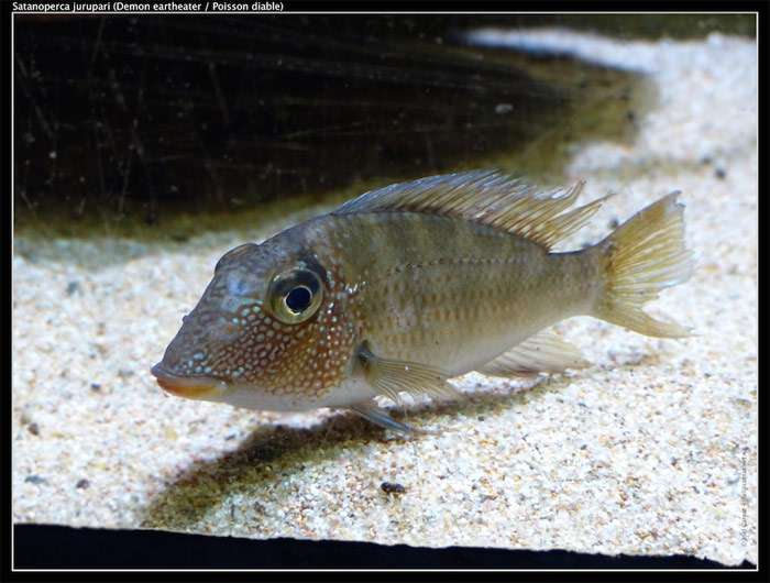 Геофаус Юрупара, или Геофаус перламутровый (Satanoperca jurupari), фото фотография аквариумные рыбы цихлиды