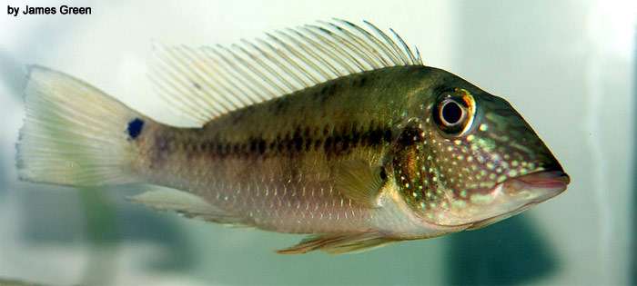 Геофаус Юрупара (Satanoperca jurupari), фото фотография аквариумные рыбы