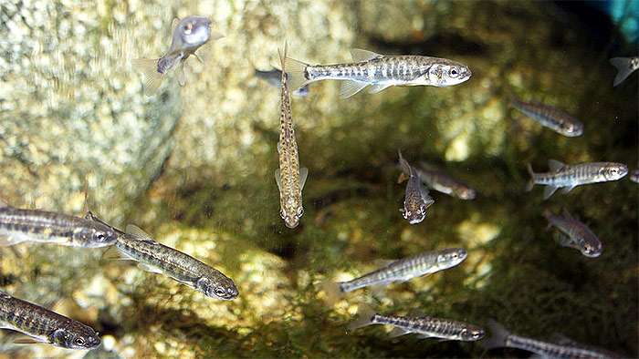 Гольян (Phoxinus phoxinus), фото фотография рыбы