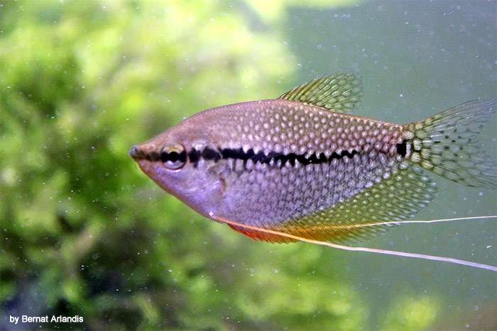 Гуpами, или трихогастр жемчужный, фото фотография аквариумные рыбы