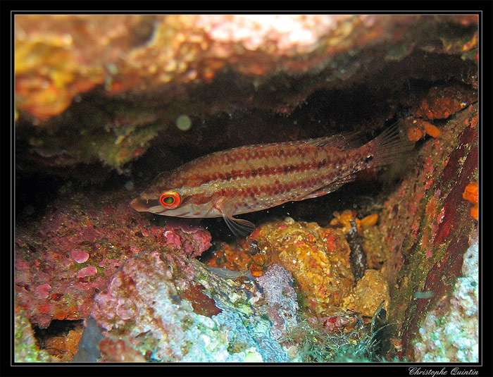 Губан-перепелка (Symphodus roissali), фото фотография морские рыбки