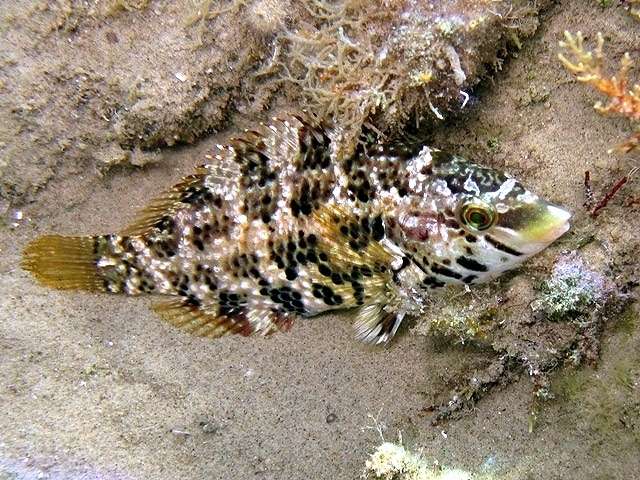Губан-перепелка (Symphodus roissali), фото фотография рыбы