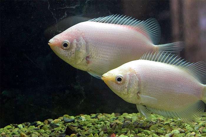 Гурами целующийся (Helostoma temminkii), фото фотография лабиринтовые рыбы