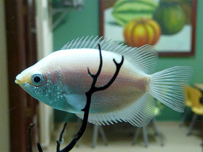 Гурами целующийся, хелостома (Helostoma temminkii), фото фотография рыбы