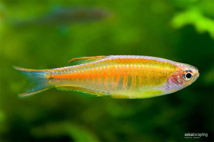Данио-светлячок, светящийся данио, данио шопра, или хопра, или чопра (Danio choprae), фото фотография аквариумные рыбы