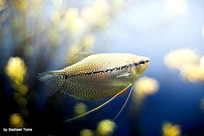 Трихогастр жемчужный (Trichogaster leeri), фото фотография лабиринтовые рыбы