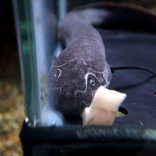Тёмный протоптер (Protopterus dolloi), фото фотография рыбы
