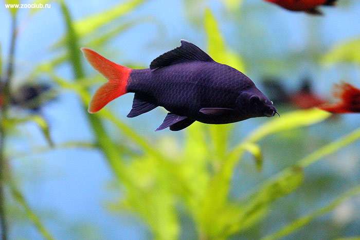 Двухцветный лабео (Labeo bicolor), фото фотография аквариумные рыбы