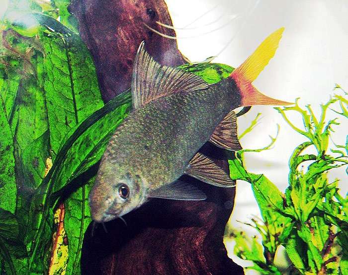 Лабео двухцветный (Epalzeorhynchos bicolor), фото фотография аквариумные рыбки