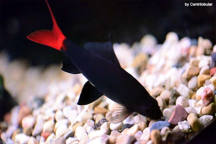 Двухцветный лабео (Labeo bicolor), фото фотография аквариумные рыбки