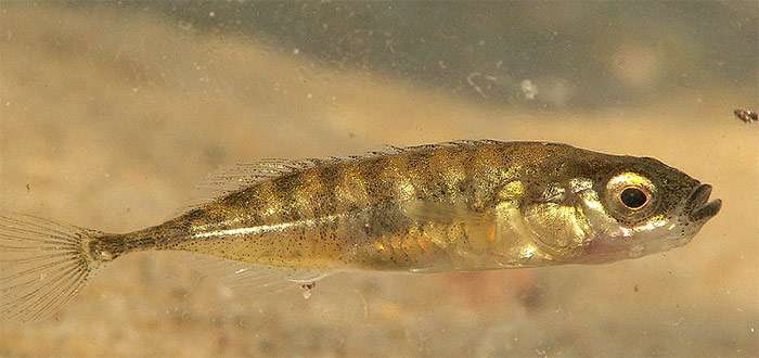 Колюшка девятииглая (Pungitius pungitius), фото фотография рыбы