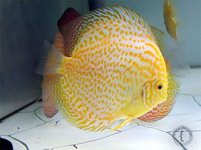 Дискус, фото фотография аквариумные рыбки