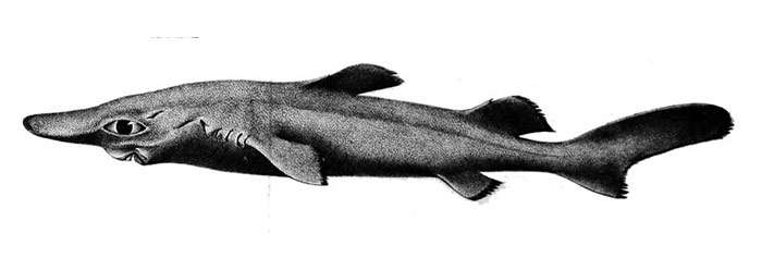 Длинноносая бархатная акула (Centroselachus crepidater), рисунок картинка изображение рыбы