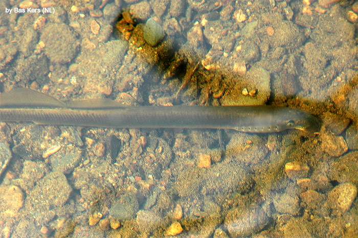 Ручьевая минога (Lampetra planeri), фото фотография рыбы