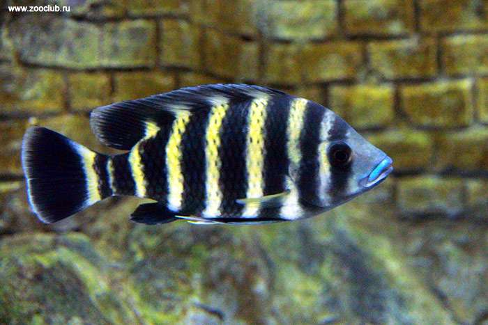 Зебровая тиляпия, тиляпия Буттикофера (Heterotilapia buttikoferi), фото фотография аквариумные рыбы