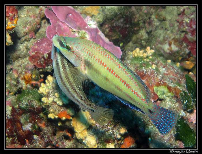 Зеленушка, рулена, лапина (Symphodus tinca), фото фотография морские рыбы