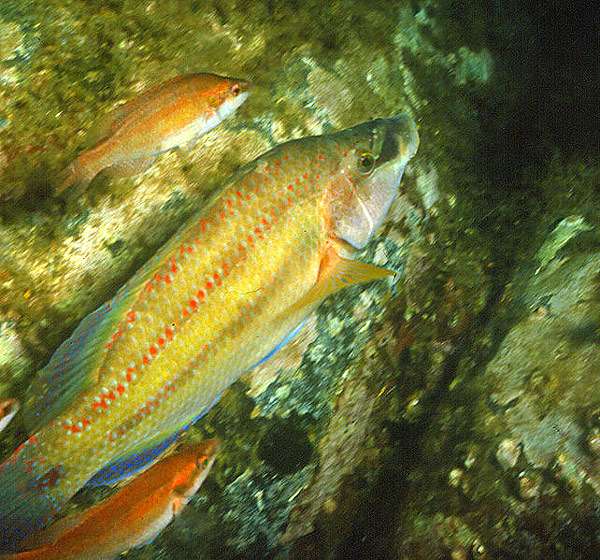 Рулёна, лапина (Symphodus tinca), фото фотография рыбы