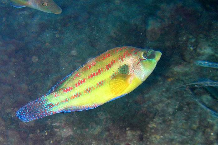 Зеленуха, лапина (Symphodus tinca), фото фотография рыбки