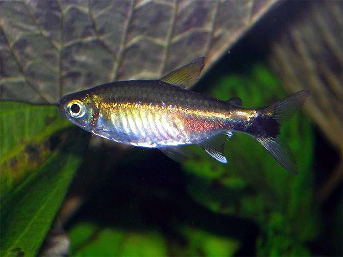 Неон зеленый, тетра костелло (Hemigrammus hyanuary), фото фотография аквариумные рыбы