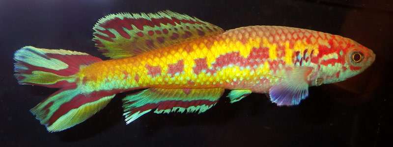 Афиосемион западный (Callopanchax occidentalis), фото фотография аквариумные рыбы