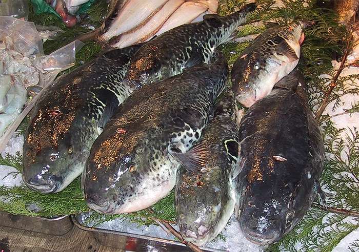 Иглобрюх, или рыба фугу (Takifugu rubripes) рыба-собака, фото аквариумные рыбы фотография