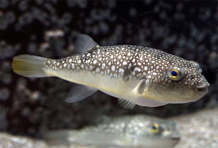 Собака-рыба (Takifugu poecilonotus), фото фотография ядовитые рыбы