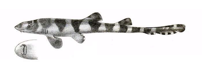 Индийская кошачья акула (Chiloscyllium indicum), рисунок картинка рыбы