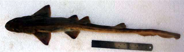 Индийская кошачья акула (Chiloscyllium indicum), фото фотография хрящевые рыбы