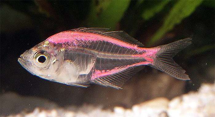 Индийский стеклянный окунь (Parambassis ranga), фото фотография окунеобразные рыбки