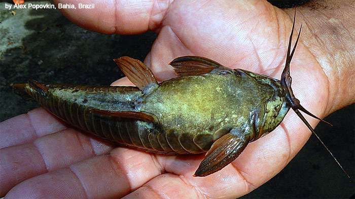 Каллихт черепитчатый, панцирный сомик (Callichthys callichthys), фото фотография рыбы