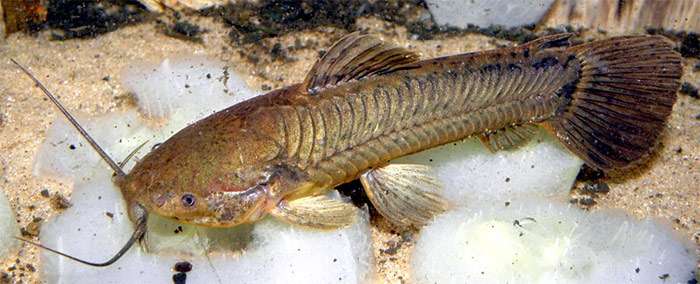 Панцирный сомик-каллихт (Callichthys callichthys), фото фотография рыбы