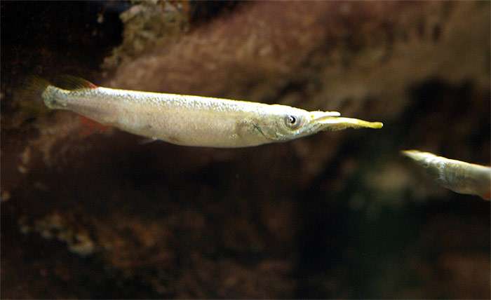 Дермогенис карликовый (Dermogenys pusillus), фото фотография аквариумные рыбки