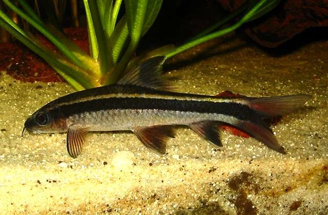Суматранская храмуля (Epalzeorhynchos kalopterus), фото фотография аквариумные рыбы