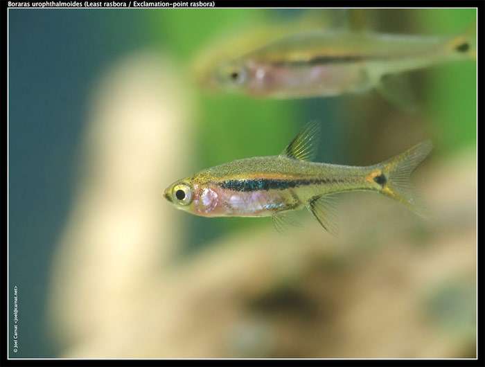 Расбора Светлячок (Boraras urophthalmoides), фото фотография рыбы