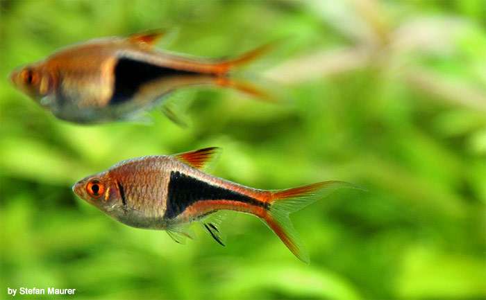 Расбора клинопятнистая (Rasbora heteromorpha), фото фотография рыбы